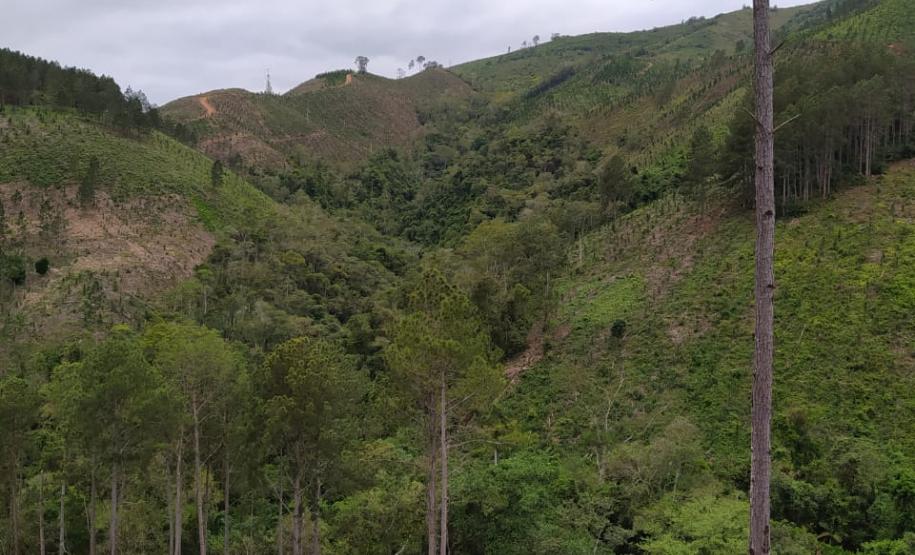 Operação Mata Atlântica em Pé aplica R$ 7,8 milhões em multas