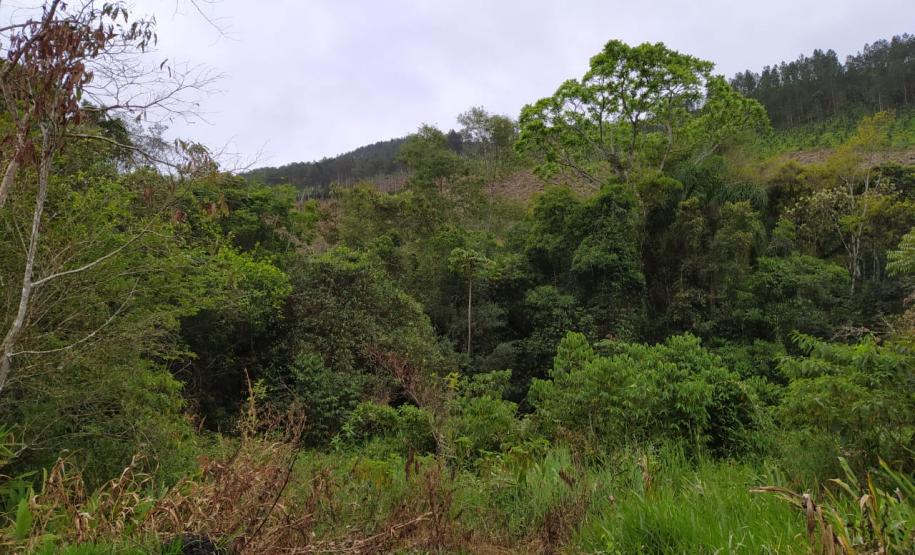 Operação Mata Atlântica em Pé aplica R$ 7,8 milhões em multas