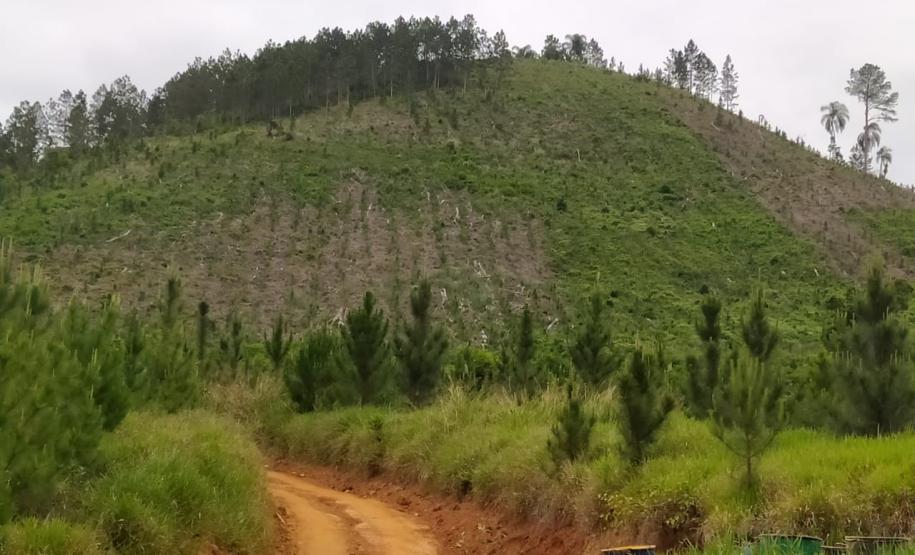 Operação Mata Atlântica em Pé aplica R$ 7,8 milhões em multas