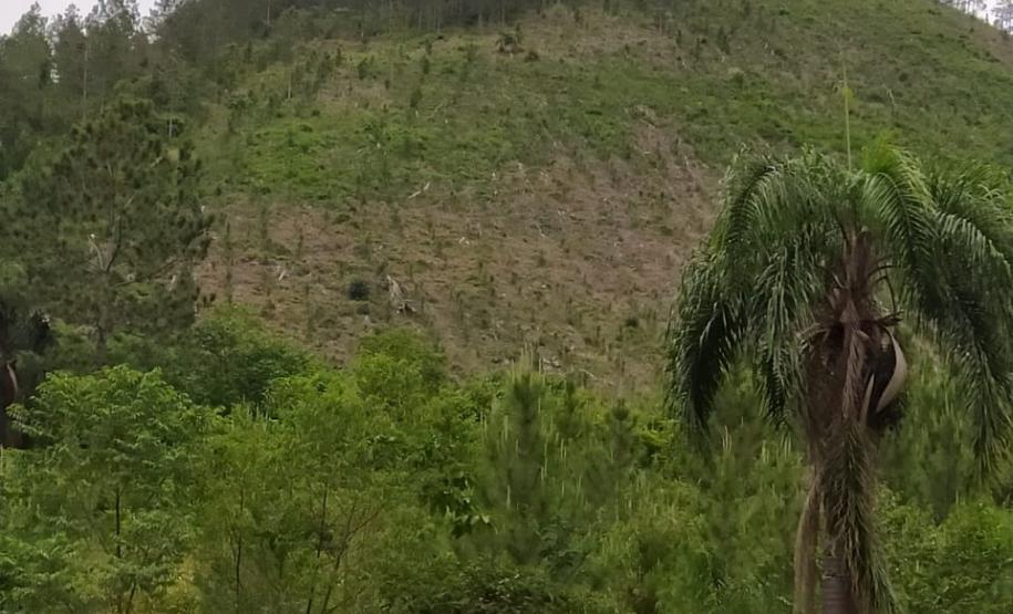 Operação Mata Atlântica em Pé aplica R$ 7,8 milhões em multas