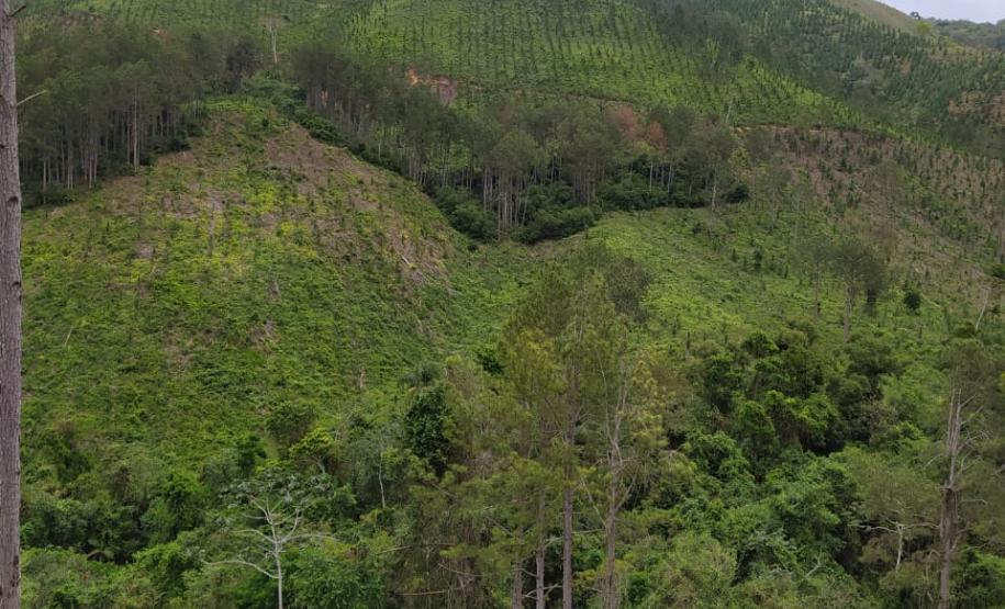 Operação Mata Atlântica em Pé aplica R$ 7,8 milhões em multas