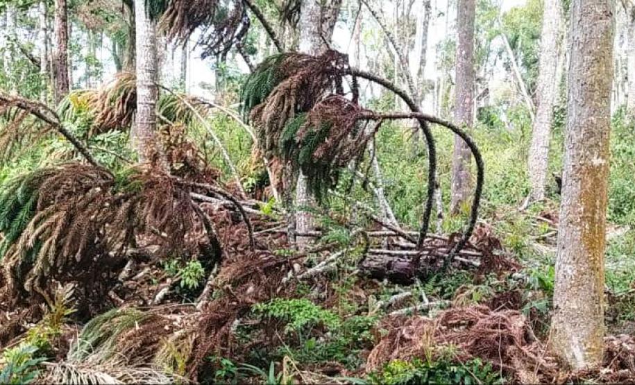Operação Mata Atlântica em Pé aplica R$ 7,8 milhões em multas