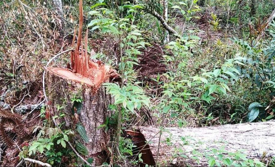 Operação Mata Atlântica em Pé aplica R$ 7,8 milhões em multas