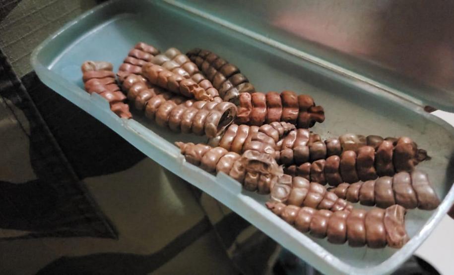 Armas e guizos de cobra Cascavel são apreendidos pela Polícia Ambiental em Alto Piquiri (PR)