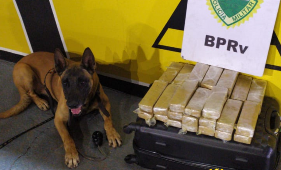 Cão de faro do BPRv localiza droga em ônibus que seguia para São Paulo