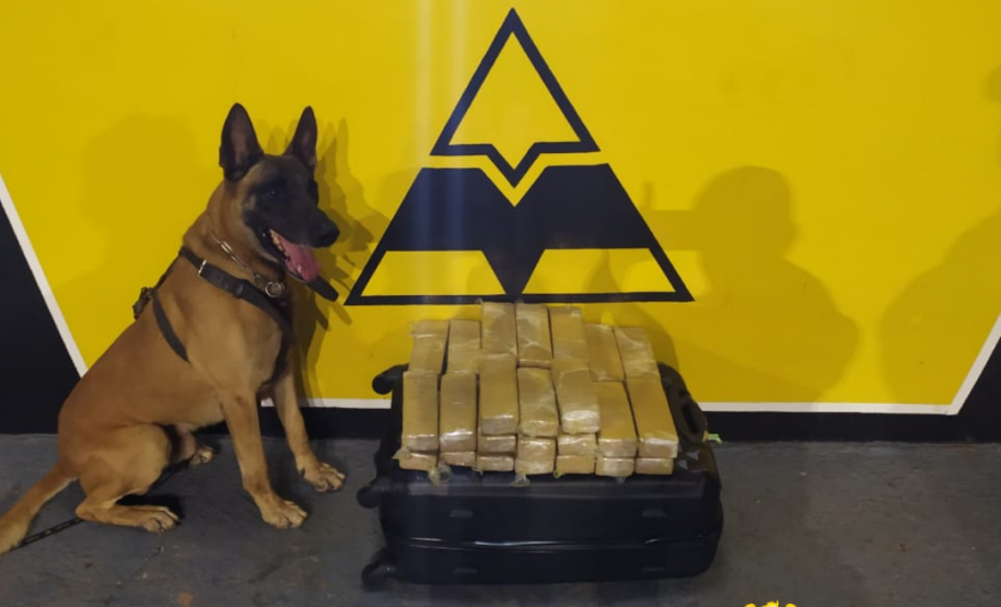 Cão de faro do BPRv localiza droga em ônibus que seguia para São Paulo