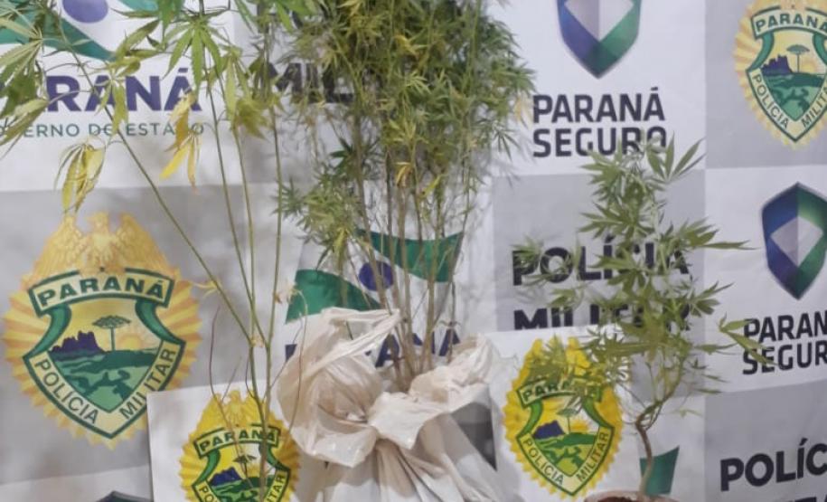 Em Cascavel (PR), PM apreende pés de maconha, duas pistolas airsoft e um revólver em situações distintas