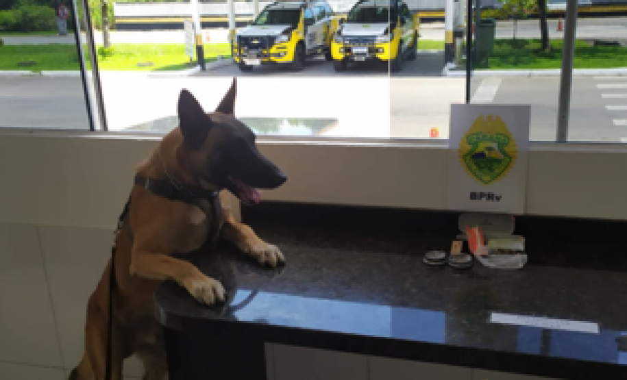 No Posto Rodoviário de Coroados, no Litoral do estado, BPRv encaminha adolescente e apreende porção de maconha