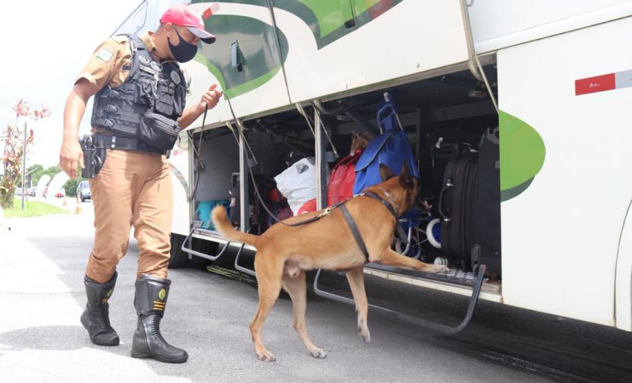 Em blitz educativa sanitária, Canil do BPRv apreende maconha em Pontal do Paraná