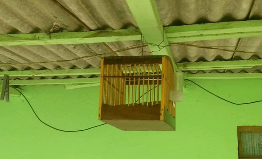 Polícia Ambiental apreende 50 aves nativas e aplica R$ 30 mil em multas no Noroeste do estado