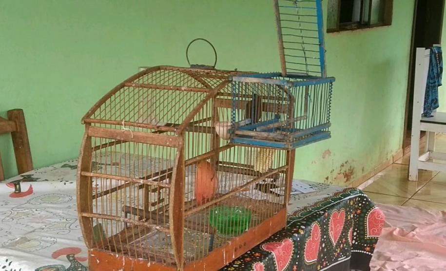 Polícia Ambiental apreende 50 aves nativas e aplica R$ 30 mil em multas no Noroeste do estado