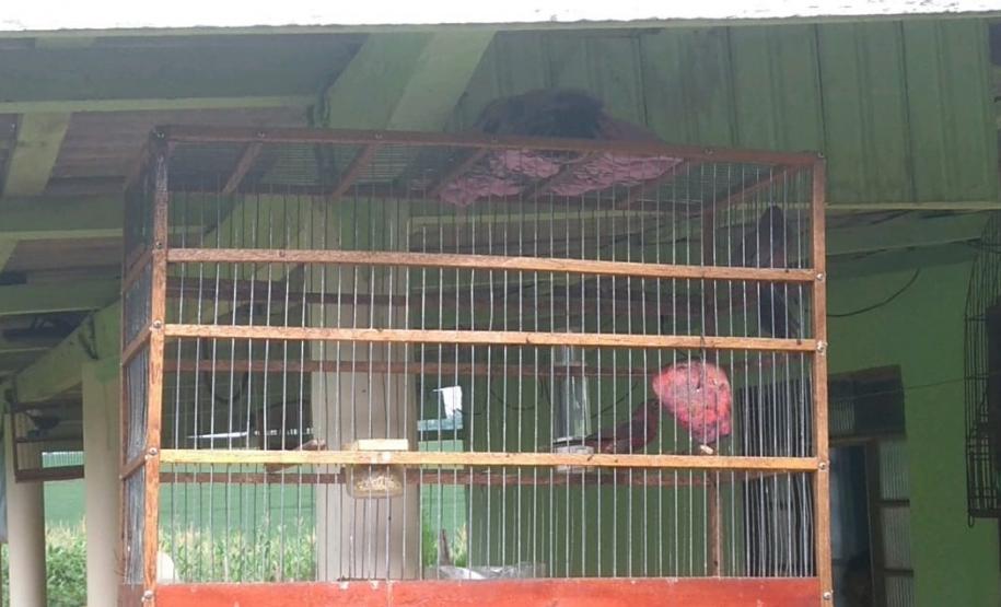 Polícia Ambiental apreende 50 aves nativas e aplica R$ 30 mil em multas no Noroeste do estado