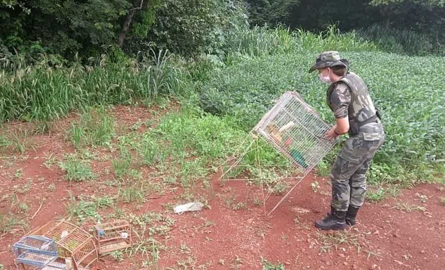 Polícia Ambiental apreende 50 aves nativas e aplica R$ 30 mil em multas no Noroeste do estado