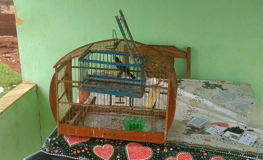 Polícia Ambiental apreende 50 aves nativas e aplica R$ 30 mil em multas no Noroeste do estado
