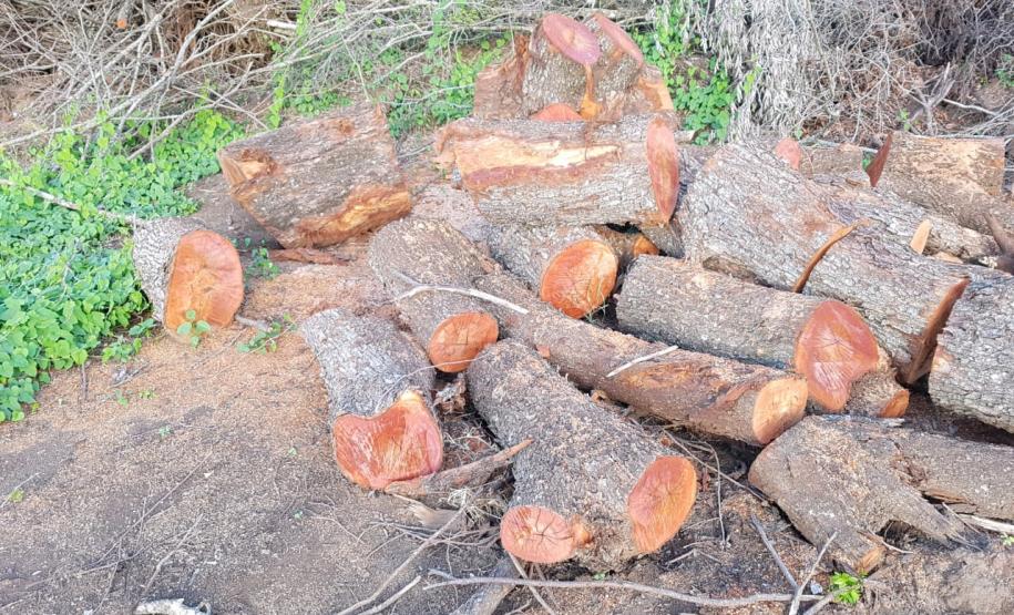 Força-Tarefa reforça combate à pesca predatória e desmatamento no Estado