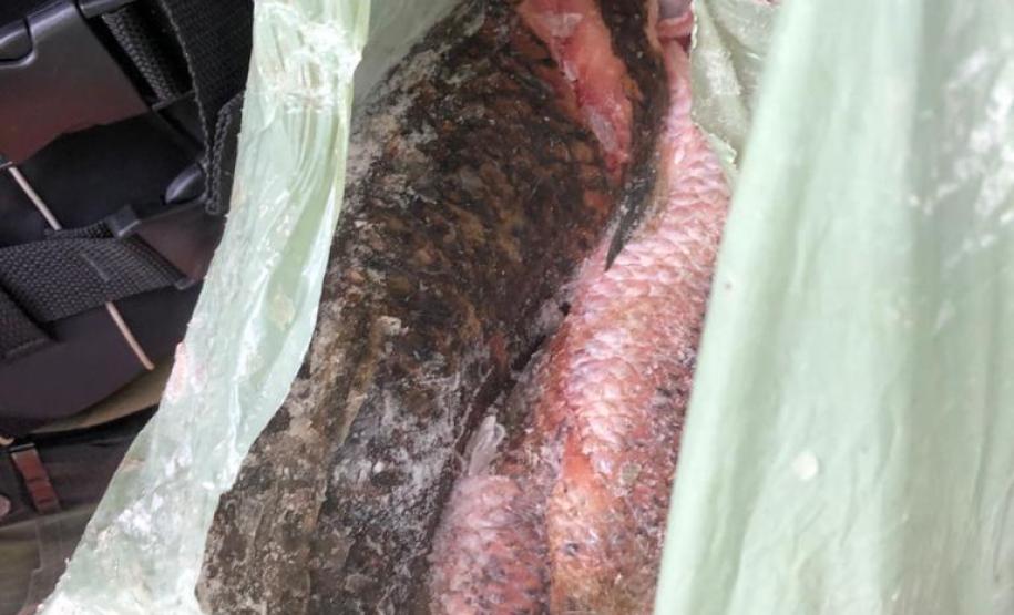 Operação apreende 48 quilos de peixes nativos em Ortigueira