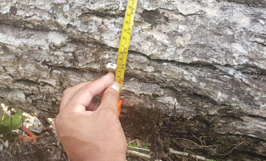 Nas águas e nas matas do Litoral, Polícia Ambiental faz oito prisões e resgata 174 aves silvestres nos primeiros 10 dias de Verão Consciente