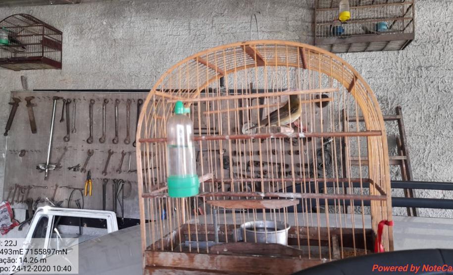 Nas águas e nas matas do Litoral, Polícia Ambiental faz oito prisões e resgata 174 aves silvestres nos primeiros 10 dias de Verão Consciente