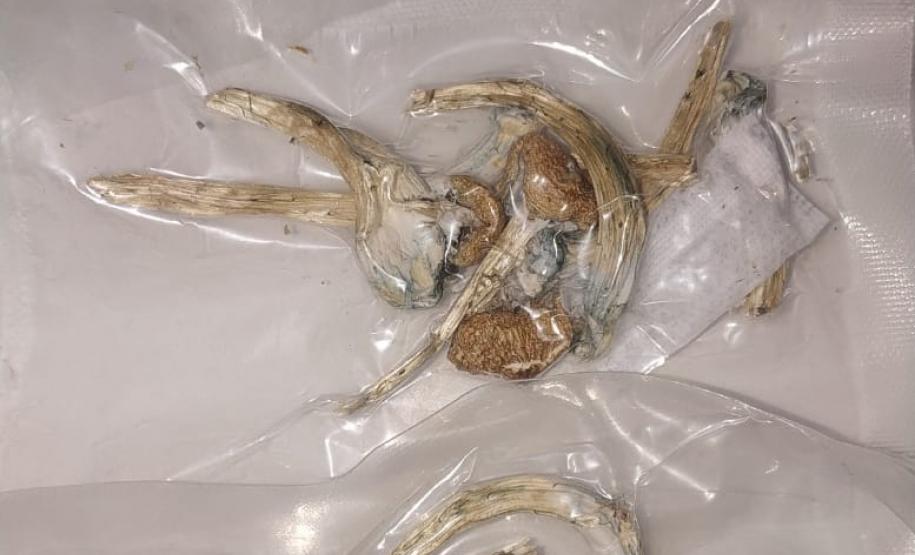 Rapaz com maconha e cogumelos desidratados é encaminhado pela PM em Matinhos (PR)