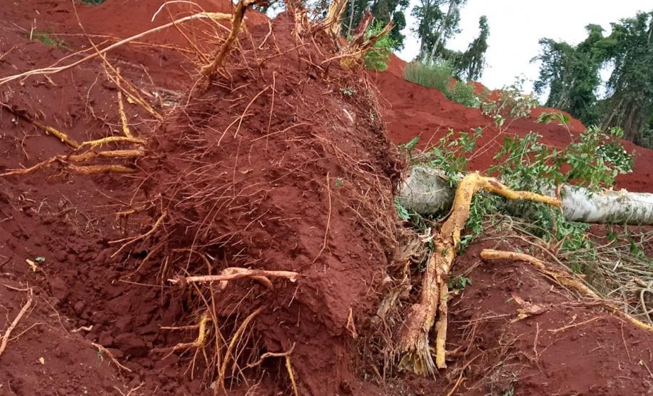 Destruição de mata nativa no Norte Pioneiro resulta em multa, apreensão e prisão