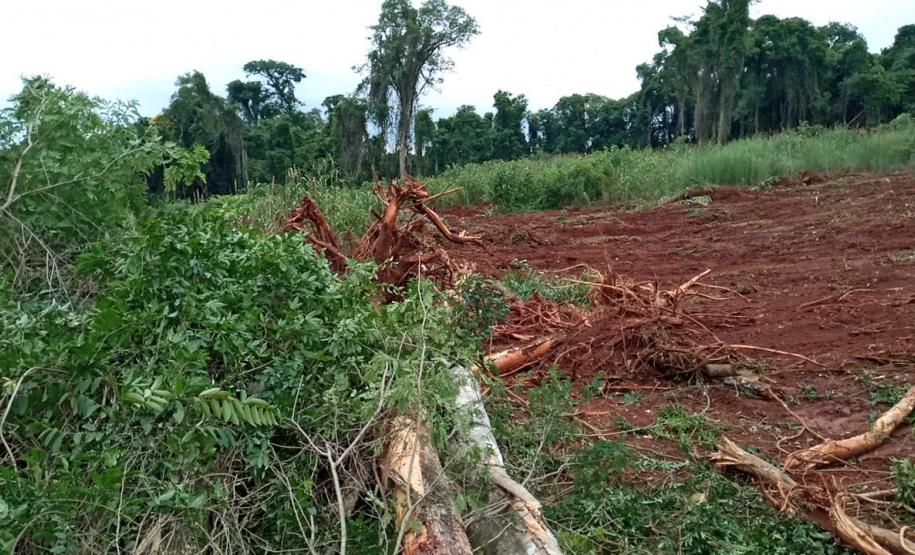 Destruição de mata nativa no Norte Pioneiro resulta em multa, apreensão e prisão