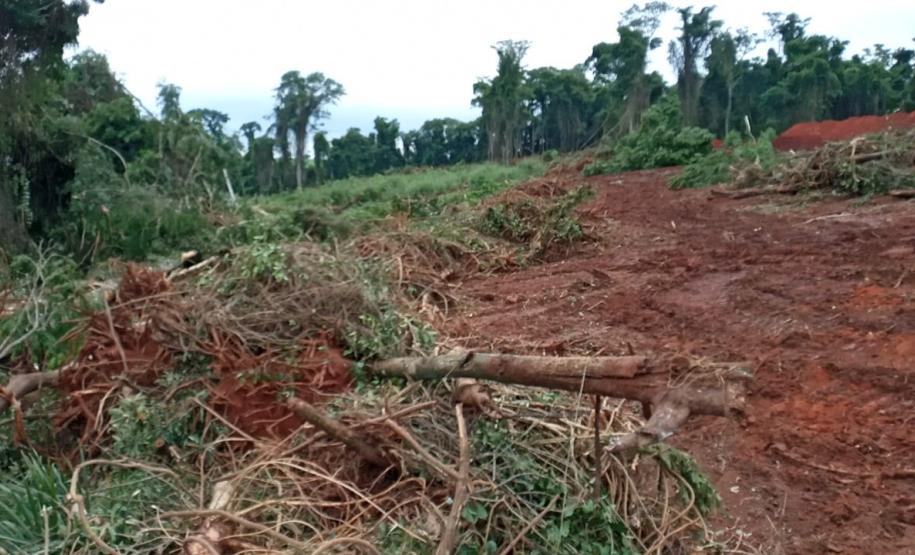 Destruição de mata nativa no Norte Pioneiro resulta em multa, apreensão e prisão