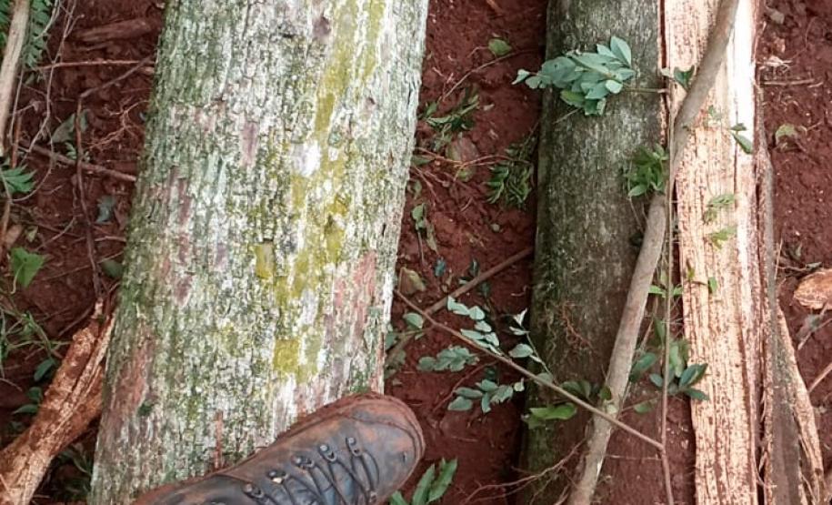 Destruição de mata nativa no Norte Pioneiro resulta em multa, apreensão e prisão