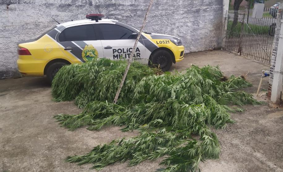 Doze pés de maconha com três metros cada são apreendidos pela PM, em Curitiba