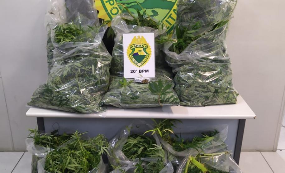 Doze pés de maconha com três metros cada são apreendidos pela PM, em Curitiba