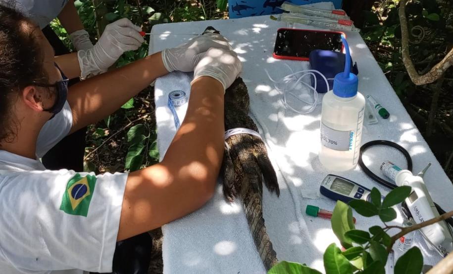 Polícia Ambiental presta apoio à UFPR do litoral na soltura de um jacaré em Pontal do Paraná