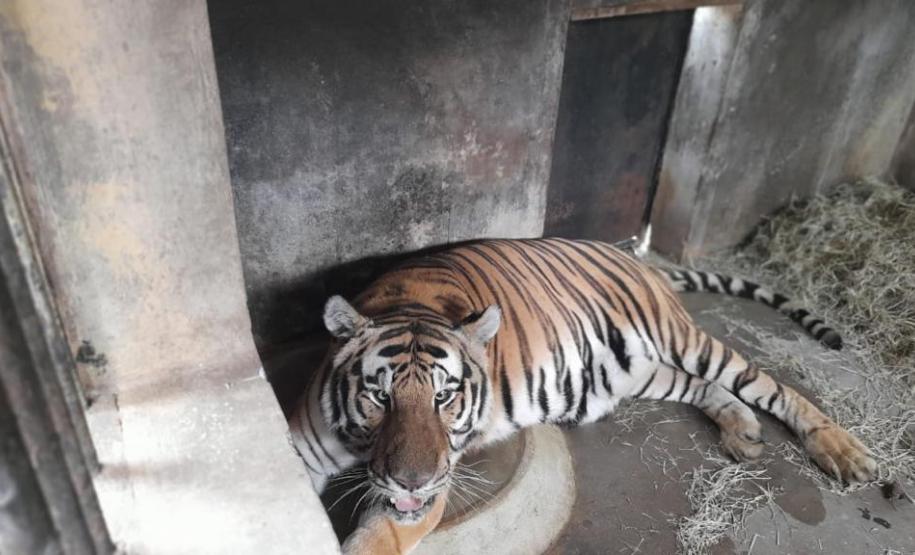 Polícia Ambiental presta apoio na remoção de tigre da Malásia e papagaios para o Zoológico de Curitiba