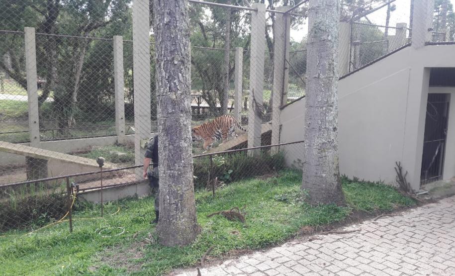 Polícia Ambiental presta apoio na remoção de tigre da Malásia e papagaios para o Zoológico de Curitiba