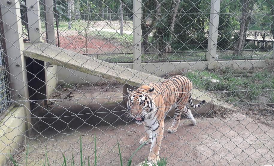 Polícia Ambiental presta apoio na remoção de tigre da Malásia e papagaios para o Zoológico de Curitiba