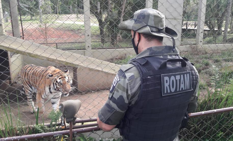 Polícia Ambiental presta apoio na remoção de tigre da Malásia e papagaios para o Zoológico de Curitiba