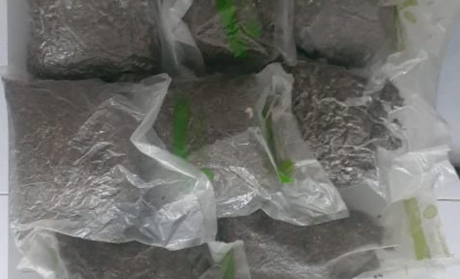 ROTAM localiza quase sete quilos de maconha na Estrada das Colônias em Paranaguá (PR)