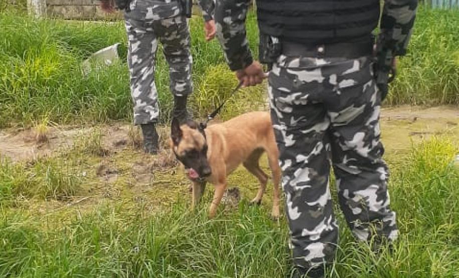 ROTAM localiza quase sete quilos de maconha na Estrada das Colônias em Paranaguá (PR)