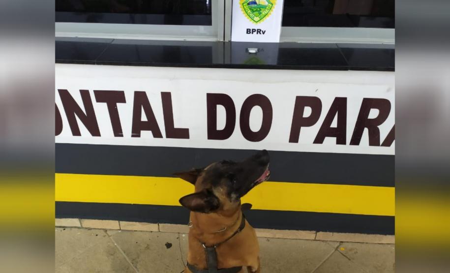 Polícia Rodoviária fiscaliza acesso ao Litoral com cães de faro e apreende maconha e ecstasy durante a Operação Vida