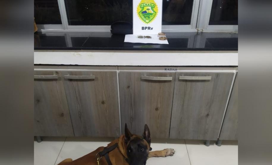 Polícia Rodoviária fiscaliza acesso ao Litoral com cães de faro e apreende maconha e ecstasy durante a Operação Vida