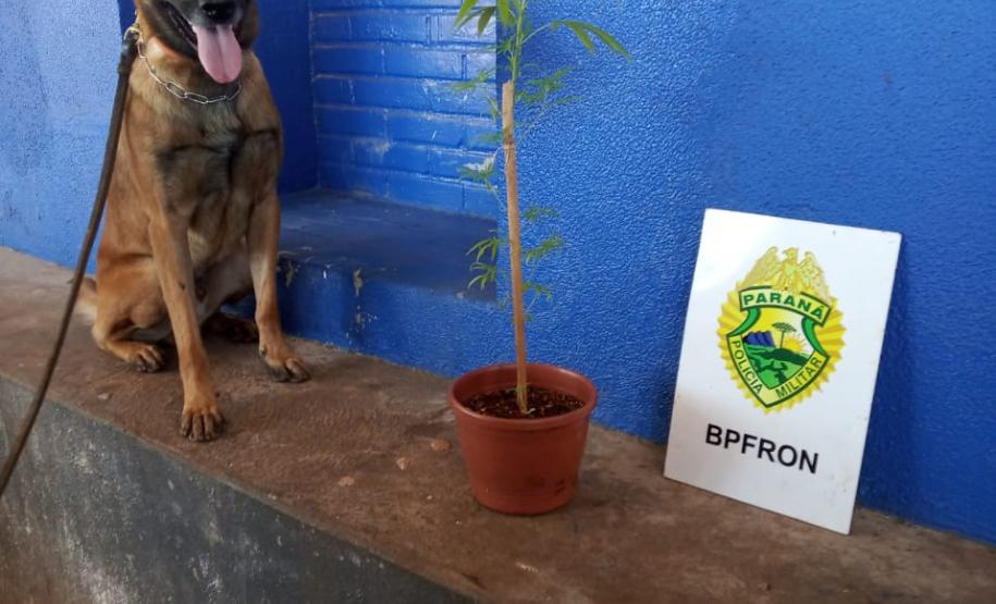 Operação Hórus: ações distintas do Batalhão de Fronteira resultam na apreensão de mais de R$ 1 milhão em material ilegal, no Oeste do estado