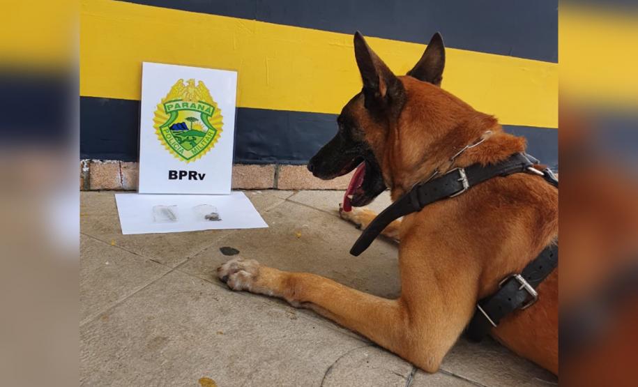 Cão de faro do BPRv localiza drogas sintéticas durante a Operação Vida em Pontal do Paraná