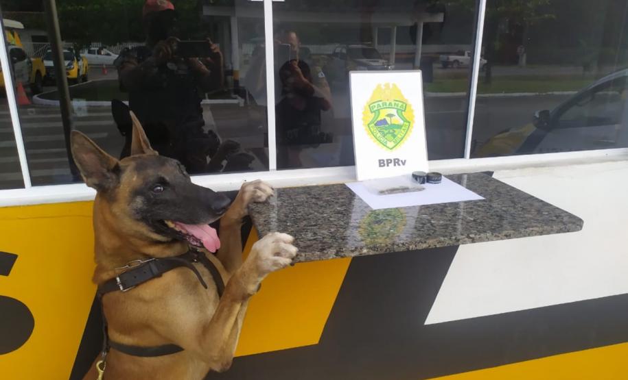 Cão de faro do BPRv localiza drogas sintéticas durante a Operação Vida em Pontal do Paraná