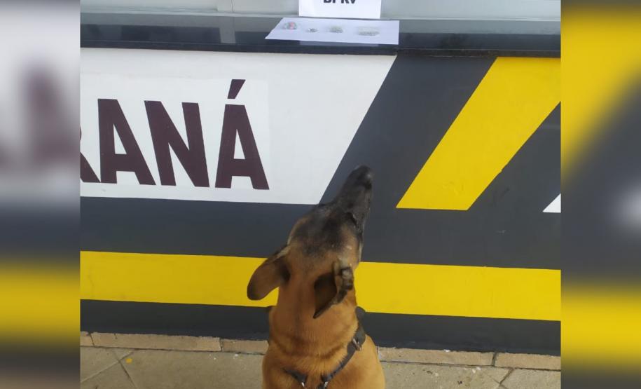 Cão de faro do BPRv localiza drogas sintéticas durante a Operação Vida em Pontal do Paraná