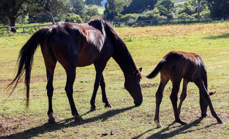 Regimento de Polícia Montada (RPMon) inicia treinamento de nove potros nascidos na unidade