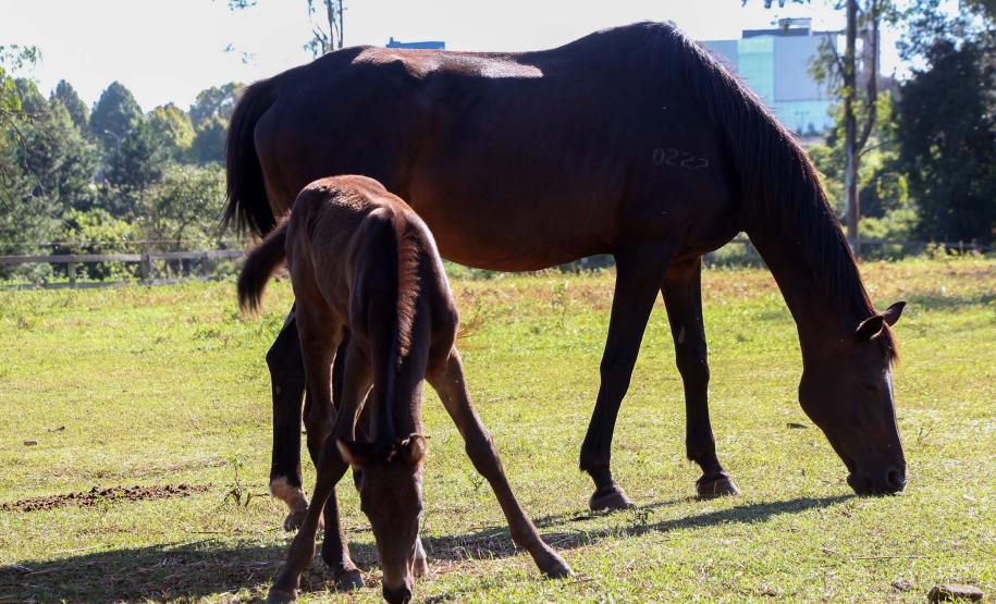 Regimento de Polícia Montada (RPMon) inicia treinamento de nove potros nascidos na unidade