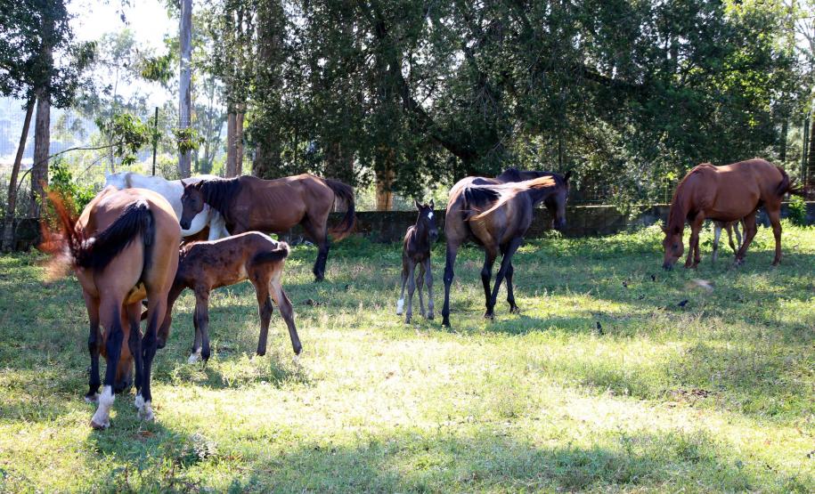 Regimento de Polícia Montada (RPMon) inicia treinamento de nove potros nascidos na unidade