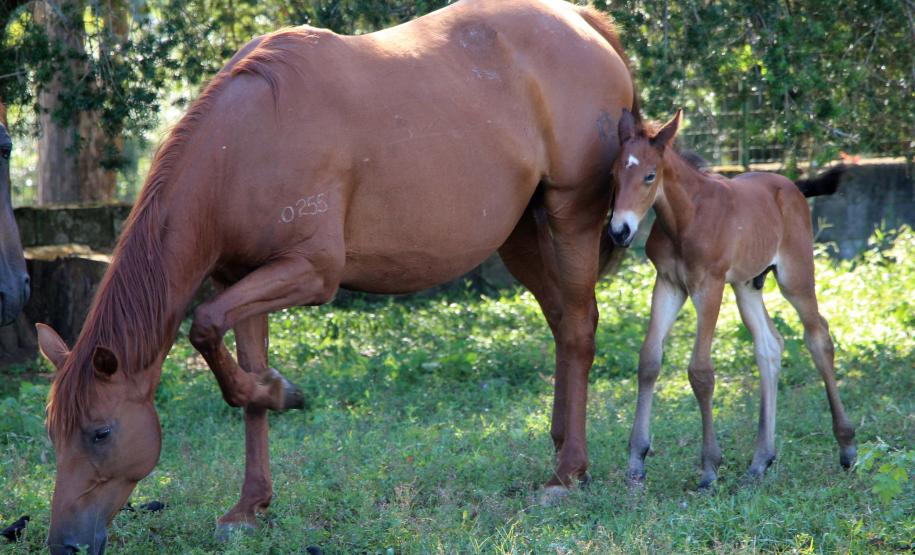 Regimento de Polícia Montada (RPMon) inicia treinamento de nove potros nascidos na unidade