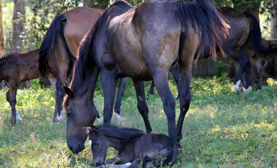 Regimento de Polícia Montada (RPMon) inicia treinamento de nove potros nascidos na unidade