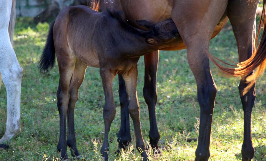 Regimento de Polícia Montada (RPMon) inicia treinamento de nove potros nascidos na unidade