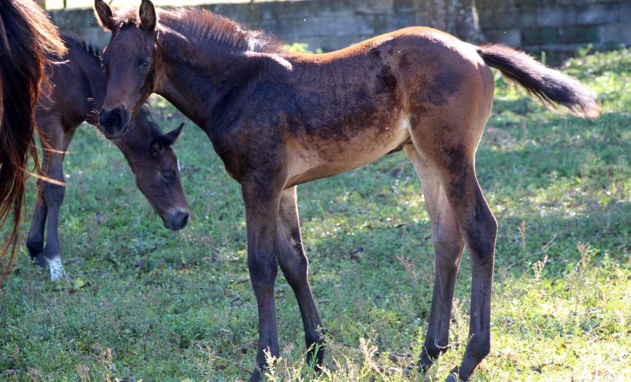 Regimento de Polícia Montada (RPMon) inicia treinamento de nove potros nascidos na unidade