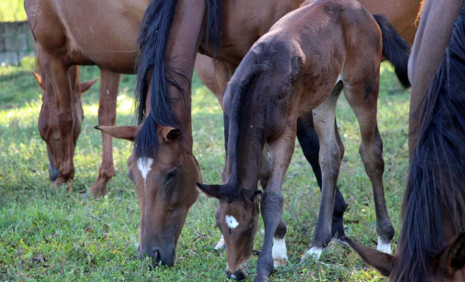 Regimento de Polícia Montada (RPMon) inicia treinamento de nove potros nascidos na unidade